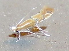 Phyllonorycter celtisella