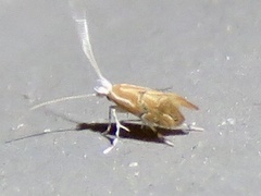Phyllonorycter celtisella