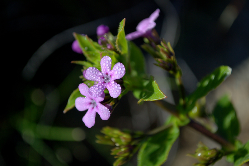 Common Rocktomato