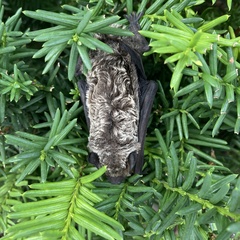 Vespertilio sinensis