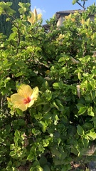 Hibiscus