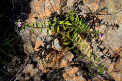 Teedia lucida