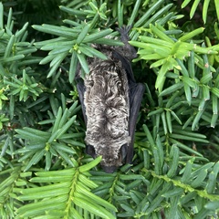 Vespertilio sinensis