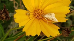 Udea profundalis