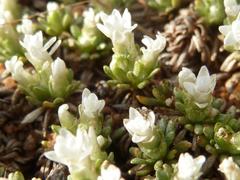 Helichrysum caespititium