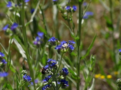 Anchusa capensis