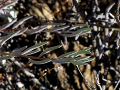 Crassothonna cacalioides