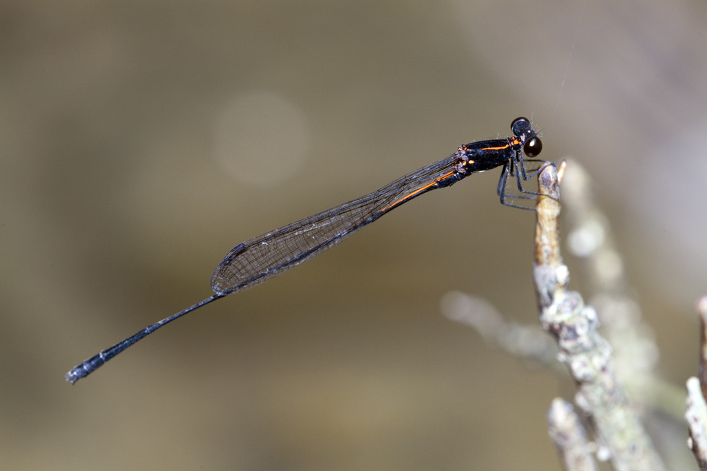 Prodasineura hosei