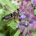 Eight-toothed Cuckoo Leaf-cutter Bee - Photo (c) Steven Mlodinow, some rights reserved (CC BY-NC), uploaded by Steven Mlodinow