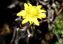Crassothonna cacalioides