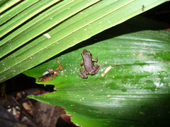 Allobates insperatus