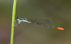 Agriocnemis femina
