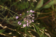 Allium rubens