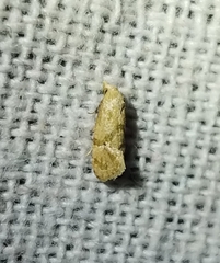 Platphalonidia