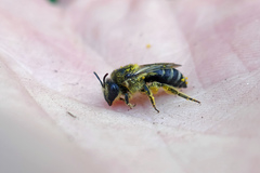 Colletes simulans