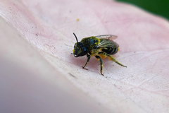 Colletes simulans