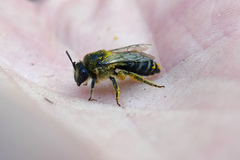 Colletes simulans