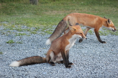 Vulpes vulpes rubricosa