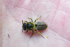 Colletes simulans