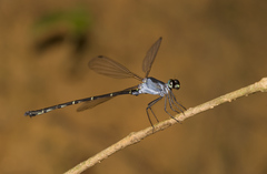 Podolestes
