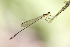 Drepanosticta actaeon