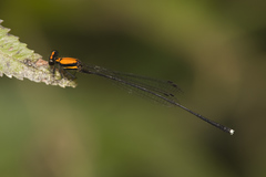 Prodasineura dorsalis