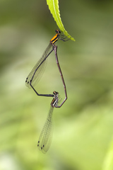 Prodasineura dorsalis