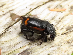 Nicrophorus investigator