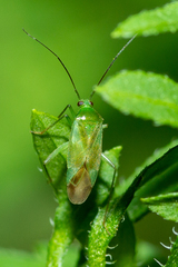 Lygocoris pabulinus