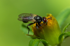 Thecophora propinqua