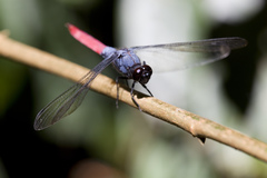 Orthetrum schneideri