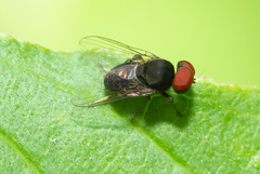 Platypezinae