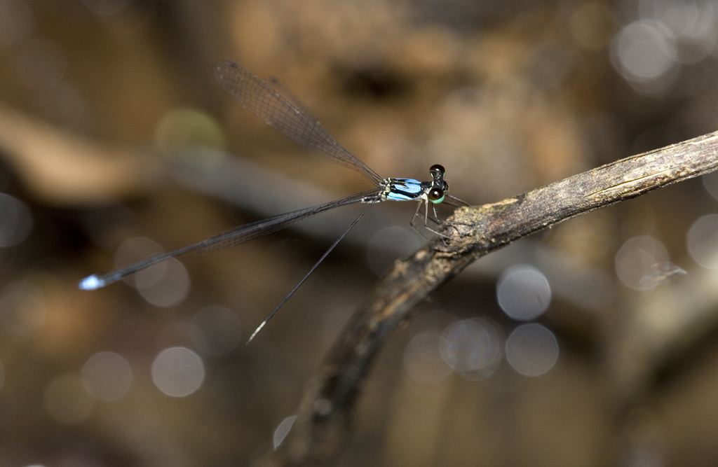 Coeliccia nigrohamata