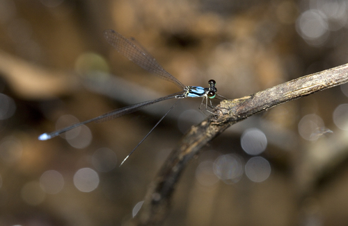 Coeliccia nigrohamata