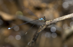 Coeliccia nigrohamata