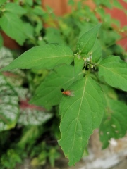Ptecticus testaceus
