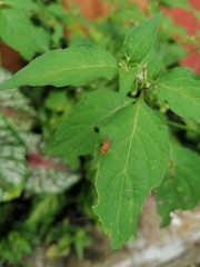 Ptecticus testaceus