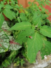 Ptecticus testaceus