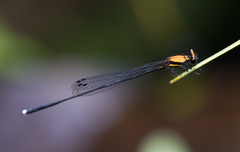 Prodasineura dorsalis