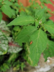 Ptecticus testaceus