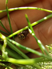 Leptinotarsa lineolata