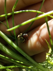 Leptinotarsa lineolata