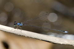 Coeliccia nigrohamata
