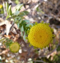 Schistostephium umbellatum