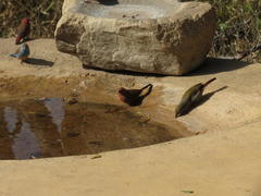 Lagonosticta senegala rendalli