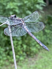 Libellula axilena