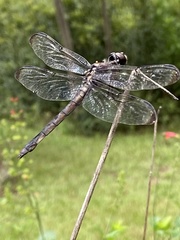 Libellula axilena