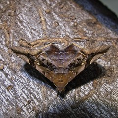 Euclystis guerini