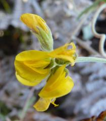 Rhynchosia chrysoscias