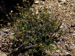 Pegolettia baccaridifolia